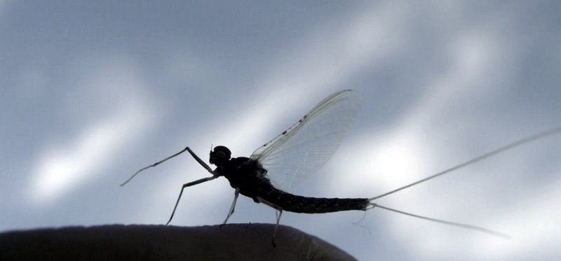 mayfly silhouette
